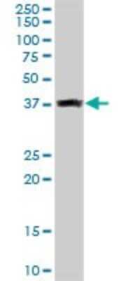 Western Blot: Glutaredoxin 3/GLRX3 Antibody [H00010539-D01P] - Analysis of GLRX3 expression in mouse liver.
