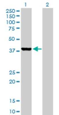 Western Blot: Glutaredoxin 3/GLRX3 Antibody [H00010539-D01P] - Analysis of GLRX3 expression in transfected 293T cell line by GLRX3 polyclonal antibody.Lane 1: GLRX3 transfected lysate(37.40 KDa).Lane 2: Non-transfected lysate.