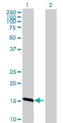 Western Blot: TXNL4B Antibody [H00054957-B01P] - Analysis of TXNL4B expression in transfected 293T cell line by TXNL4B polyclonal antibody.  Lane 1: TXNL4B transfected lysate(16.5 KDa). Lane 2: Non-transfected lysate.