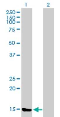 Western Blot: TXNL4B Antibody [H00054957-B02P] - Analysis of TXNL4B expression in transfected 293T cell line by TXNL4B polyclonal antibody.  Lane 1: TXNL4B transfected lysate(16.39 KDa). Lane 2: Non-transfected lysate.