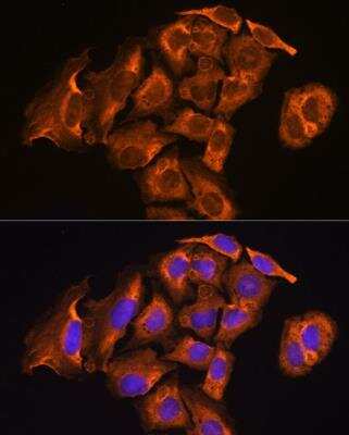 Immunocytochemistry/Immunofluorescence: TXNRD2 Antibody [NBP2-94256] - Analysis of U2OS cells using Thioredoxin reductase 2 (TXNRD2 ) antibody at dilution of 1:100. Blue: DAPI for nuclear staining.