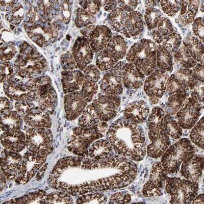 Immunohistochemistry-Paraffin: TXNRD2 Antibody [NBP1-86919] - Staining of human stomach shows strong cytoplasmic positivity in glandular cells.