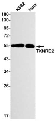 Western Blot: TXNRD2 Antibody (S02-2D6) [NBP3-19797] - Western blot detection of TXNRD2 in K562, Hela cell lysates using NBP3-19797 (1:1000 diluted). Predicted band size: 57kDa. Observed band size: 57kDa.