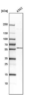 Western Blot: TXNRD2 Antibody [NBP1-86919] - Analysis in human cell line K562.