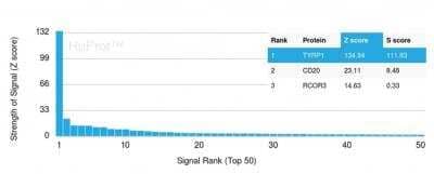 Protein Array: TYRP1 Antibody (TYRP1/3280) - Azide and BSA Free [NBP2-79926] - Z- and S- Score: The Z-score represents the strength of a signal that a monoclonal antibody (mAb) (in combination with a fluorescently-tagged anti-IgG secondary antibody) produces when binding to a particular protein on the HuProtTM array. Z-scores are described in units of standard deviations (SD's) above the mean value of all signals generated on that array. If targets on HuProtTM are arranged in descending order of the Z-score, the S-score is the difference (also in units of SD's) between the Z-score. S-score therefore represents the relative target specificity of a mAb to its intended target. A mAb is considered to specific to its intended target, if the mAb has an S-score of at least 2.5. For example, if a mAb binds to protein X with a Z-score of 43 and to protein Y with a Z-score of 14, then the S-score for the binding of that Monoclonal Antibody to protein X is equal to 29.