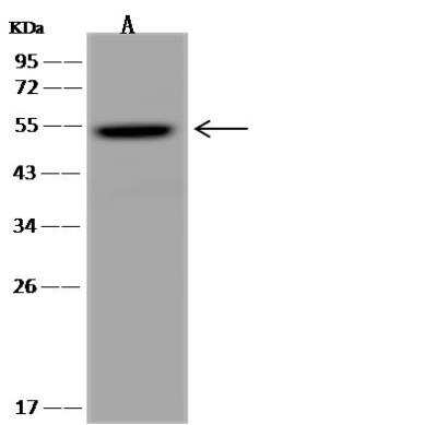 Western Blot TYSND1 Antibody - BSA Free