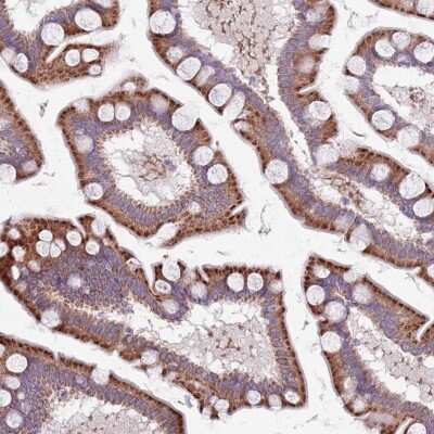 Immunohistochemistry: TYW1 Antibody [NBP2-38562] - Staining of human small intestine shows strong cytoplasmic positivity in glandular cells.