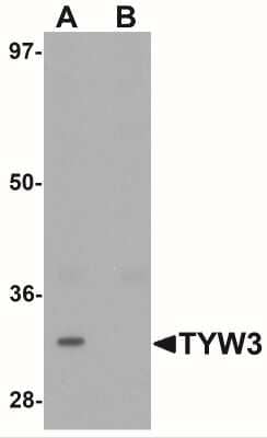 Western Blot: TYW3 Antibody [NBP1-76584] - Western blot analysis of TYW3 in A549 cell lysate with TYW3 antibody at 1 ug/mL in (A) the absence and (B) the presence of blocking peptide.