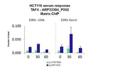 Chromatin Immunoprecipitation: Taf4 Antibody [NBP2-83613] - Quiescent human colon carcinoma HCT116 cultures were treated with 10% FBS for three time points (0, 15, 30min) or (0, 30, 60min) were used in Matrix-ChIP and real-time PCR assays at EGR1 gene (Exon1) and 15kb upstream site.