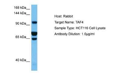 Western Blot Taf4 Antibody