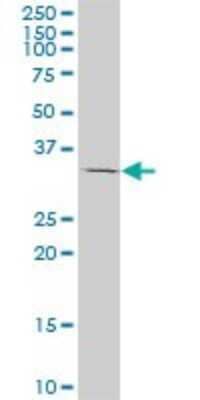 Western Blot: Tafazzin/TAZ Antibody (1F11) [H00006901-M13] - Analysis of TAZ expression in HL-60 (Cat # L014V1).