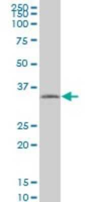 Western Blot: Tafazzin/TAZ Antibody (1F11) [H00006901-M13] - Analysis of TAZ expression in FHs 173 WE.