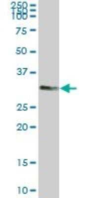 Western Blot: Tafazzin/TAZ Antibody (1F11) [H00006901-M13] - Analysis of TAZ expression in human tongue.