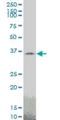 Western Blot: Tafazzin/TAZ Antibody (2B3) [H00006901-M14] - Analysis of TAZ expression in PC-12 (Cat # L012V1).