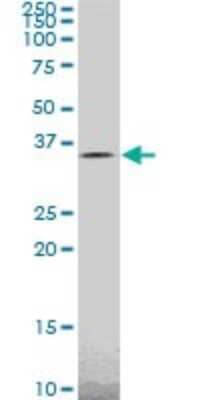 Western Blot: Tafazzin/TAZ Antibody (2B3) [H00006901-M14] - Analysis of TAZ expression in SW-13 (Cat # L005V1).