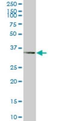 Western Blot: Tafazzin/TAZ Antibody (2B3) [H00006901-M14] - Analysis of TAZ expression in human kidney.