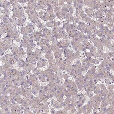 Immunohistochemistry-Paraffin: Tafazzin/TAZ Antibody [NBP1-88511] - Staining of human liver shows very weak membranous positivity in hepatocytes.