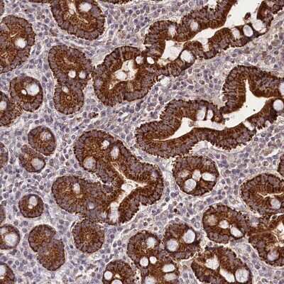 <b>Orthogonal Strategies Validation. </b>Immunohistochemistry-Paraffin: Tafazzin/TAZ Antibody [NBP1-88511] - Staining of human duodenum shows strong cytoplasmic positivity in glandular cells.