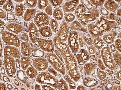 Immunohistochemistry-Paraffin: Tafazzin/TAZ Antibody [NBP2-98750] - Immunochemical staining of human Tafazzin/TAZ in human kidney with rabbit polyclonal antibody (1:10000, formalin-fixed paraffin embedded sections).