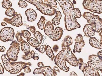 Immunohistochemistry-Paraffin: Tafazzin/TAZ Antibody [NBP2-98750] - Immunochemical staining of human Tafazzin/TAZ in human placenta with rabbit polyclonal antibody (1:10000, formalin-fixed paraffin embedded sections).