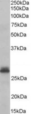 Western Blot: Tafazzin/TAZ Antibody [NB600-811] - (0.3ug/ml) staining of Human Heart lysate (35ug protein in RIPA buffer). Primary incubation was 1 hour. Detected by chemiluminescence.