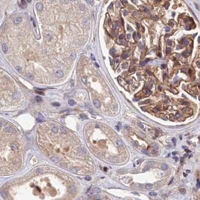 Immunohistochemistry-Paraffin: Tankyrase binding protein 1 Antibody [NBP2-34041] - Staining of human kidney.