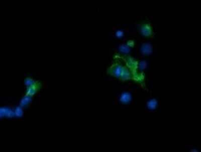 Immunocytochemistry/Immunofluorescence: Tapasin Related Protein Antibody (OTI4H5) - Azide and BSA Free [NBP2-74443] - Analysis of COS7 cells transiently transfected by pCMV6-ENTRY Tapasin Related Protein.