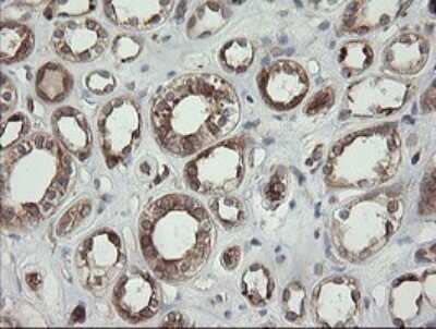 Immunohistochemistry: Tapasin Related Protein Antibody (OTI4H5) - Azide and BSA Free [NBP2-74443] - Analysis of Human Kidney tissue. (Heat-induced epitope retrieval by 10mM citric buffer, pH6.0, 120C for 3min)
