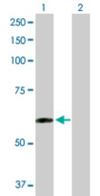 Western Blot: Tapasin Related Protein Antibody [H00055080-D01P] - Analysis of TAPBPL expression in transfected 293T cell line by TAPBPL polyclonal antibody.Lane 1: TAPBPL transfected lysate(50.20 KDa).Lane 2: Non-transfected lysate.