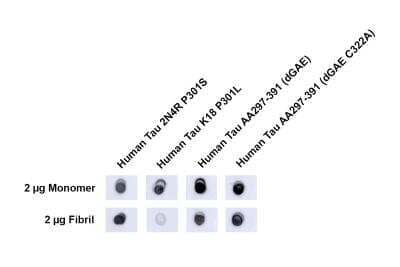 Dot Blot: Tau Antibody [NBP3-11044] - Dot blot analysis using Rabbit Anti-Tau Polyclonal Antibody. Tissue: Recombinant Tau Monomers and Fibrils. Species: Human. Primary Antibody: Rabbit Anti-Tau Polyclonal Antibody at 1:1000 for 2 hours at RT with shaking. Secondary Antibody: Goat anti-rabbit IgG:HRP at 1:4000 for 1 hour at RT with shaking.