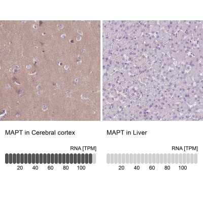 Immunohistochemistry-Paraffin: Tau Antibody [NBP2-49607] - Staining in human cerebral cortex and liver tissues using anti-MAPT antibody. Corresponding MAPT RNA-seq data are presented for the same tissues.
