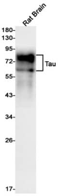 Western Blot: Tau Antibody (S04-2G8) [NBP3-20060] - Western blot detection of Tau in Rat Brain lysates using NBP3-20060 (1:1000 diluted). Predicted band size: 79kDa. Observed band size: 50-80kDa.
