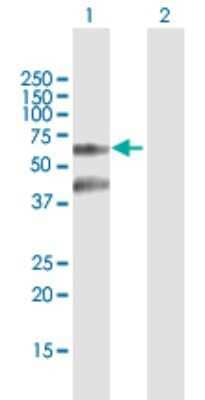 Western Blot: Tau tubulin kinase 2 Antibody [H00146057-B01P] - Analysis of TTBK2 expression in transfected 293T cell line by TTBK2 polyclonal antibody.  Lane 1: TTBK2 transfected lysate(52.58 KDa). Lane 2: Non-transfected lysate.