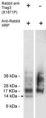 Western Blot: Taxol Resistant Associated Protein 3 Antibody [NBP2-66585] - Endogenous Trag3 present in Jurkat cell lysate (10 ug/lane) using NBP2-66585 (0.5 ug/ml) and developed using anti-rabbit HRP (1:75k) and Pierce's Super Signal West Femto.