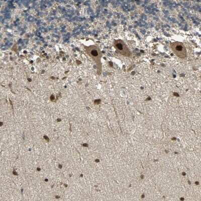 Immunohistochemistry-Paraffin: Tbp7 Antibody [NBP1-87798] - Staining of human cerebellum shows strong nuclear and cytoplasmic positivity in purkinje cells.