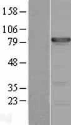 Western Blot: Tbx3 Overexpression Lysate (Adult Normal) [NBL1-16748] Left-Empty vector transfected control cell lysate (HEK293 cell lysate); Right -Over-expression Lysate for Tbx3.