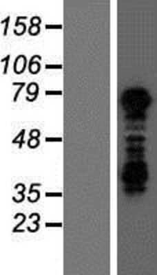 Western Blot: Tbx3 Overexpression Lysate (Adult Normal) [NBP2-09825] Left-Empty vector transfected control cell lysate (HEK293 cell lysate); Right -Over-expression Lysate for Tbx3.