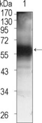 Western Blot: Tec Antibody (3A5) [NBP1-51576] - Western blot analysis using TEC mouse mAb against TEC (aa90-240)-hIgGFc transfected HEK293 cell lysate (1).