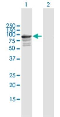 Western Blot: Tenascin X Antibody [H00007148-B01P] - Analysis of TNXB expression in transfected 293T cell line by TNXB polyclonal antibody.  Lane 1: TNXB transfected lysate(74.03 KDa). Lane 2: Non-transfected lysate.