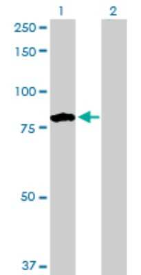 Western Blot: Tenascin X Antibody [H00007148-D01P] - Analysis of TNXB expression in transfected 293T cell line by TNXB polyclonal antibody.Lane 1: TNXB transfected lysate(74.00 KDa).Lane 2: Non-transfected lysate.