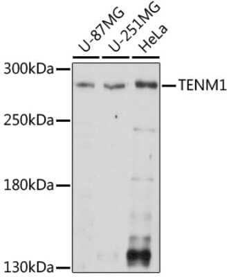 Western Blot: Teneurin-1 Antibody [NBP2-93336] - Analysis of extracts of various cell lines, using Teneurin-1 at 1:1000 dilution. Secondary antibody: HRP Goat Anti-Rabbit IgG (H+L) at 1:10000 dilution. Lysates/proteins: 25ug per lane. Blocking buffer: 3% nonfat dry milk in TBST. Detection: ECL Basic Kit . Exposure time: 30s.