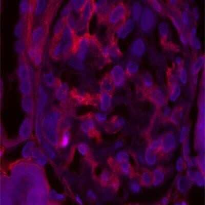 Immunohistochemistry-Paraffin: Tensin 1 Antibody [NBP1-84129] - Staining of rat kidneys shows positivity in mesangial cells.  Image submitted by a verified customer review. 