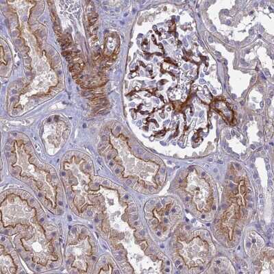 Immunohistochemistry-Paraffin: Tensin 1 Antibody [NBP1-84130] - Staining of human kidney shows distinct membranous positivity in cells in tubules and cells in glomeruli.