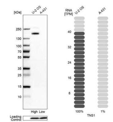 Western Blot: Tensin 1 Antibody [NBP1-84130] - Analysis in human cell lines U2OS and A-431 using Anti-TNS1 antibody. Corresponding TNS1 RNA-seq data are presented for the same cell lines. Loading control: Anti-PFN1.