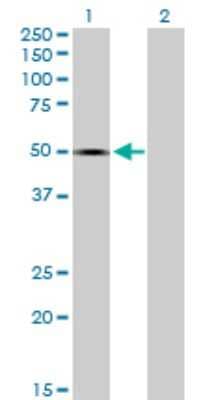 Western Blot: Testican 1/SPOCK1 Antibody [H00006695-B02P] - Analysis of SPOCK1 expression in transfected 293T cell line by SPOCK1 polyclonal antibody.  Lane 1: SPOCK1 transfected lysate(48.29 KDa). Lane 2: Non-transfected lysate.