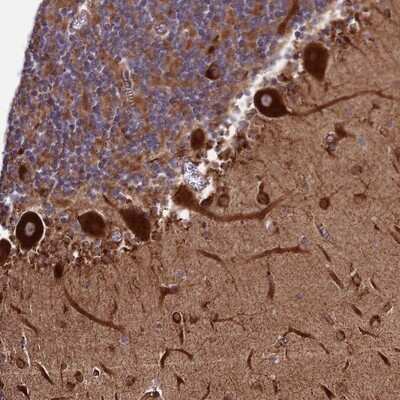 Immunohistochemistry-Paraffin: Testican 2/SPOCK2 Antibody [NBP1-92442] - Staining of human cerebellum shows strong cytoplasmic positivity in Purkinje cells.