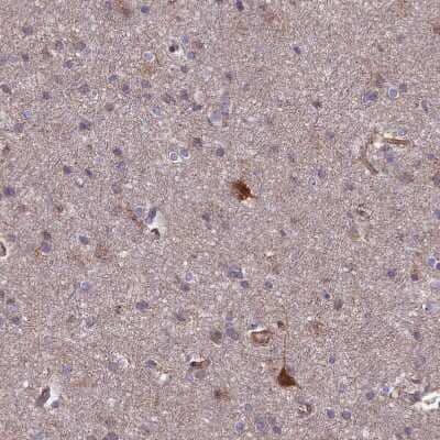 Immunohistochemistry-Paraffin: Testican 2/SPOCK2 Antibody [NBP1-92442] - Staining of human cerebral cortex shows moderate cytoplasmic positivity in neurons.