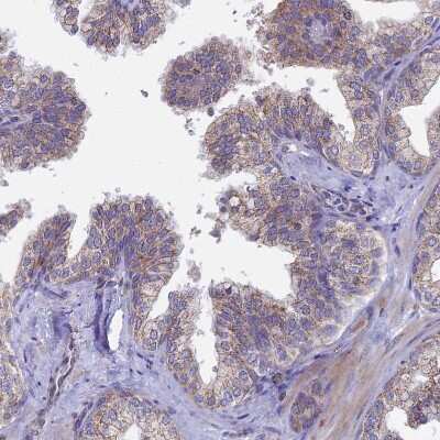 Immunohistochemistry-Paraffin: Testican 2/SPOCK2 Antibody [NBP1-92442] - Staining of human prostate shows moderate cytoplasmic positivity in glandular cells.