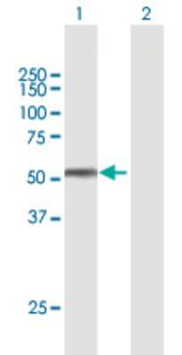 Western Blot: Testican 2/SPOCK2 Antibody [H00009806-B01P] - Analysis of SPOCK2 expression in transfected 293T cell line by SPOCK2 polyclonal antibody.  Lane 1: SPOCK2 transfected lysate(46.64 KDa). Lane 2: Non-transfected lysate.