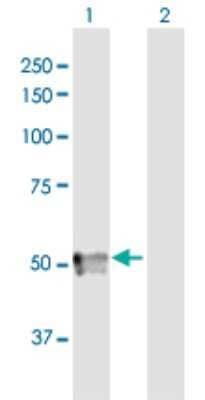 Western Blot: Testican 3/SPOCK3 Antibody [H00050859-B01P] - Analysis of SPOCK3 expression in transfected 293T cell line by SPOCK3 polyclonal antibody.  Lane 1: SPOCK3 transfected lysate(47.63 KDa). Lane 2: Non-transfected lysate.